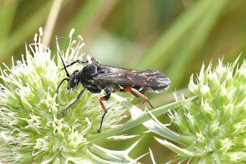 Episyron rufipes
